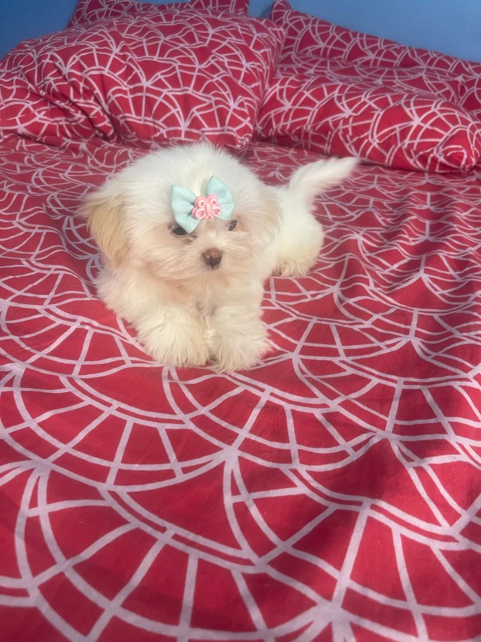 cachorrinha shihtzu  - Foto 2