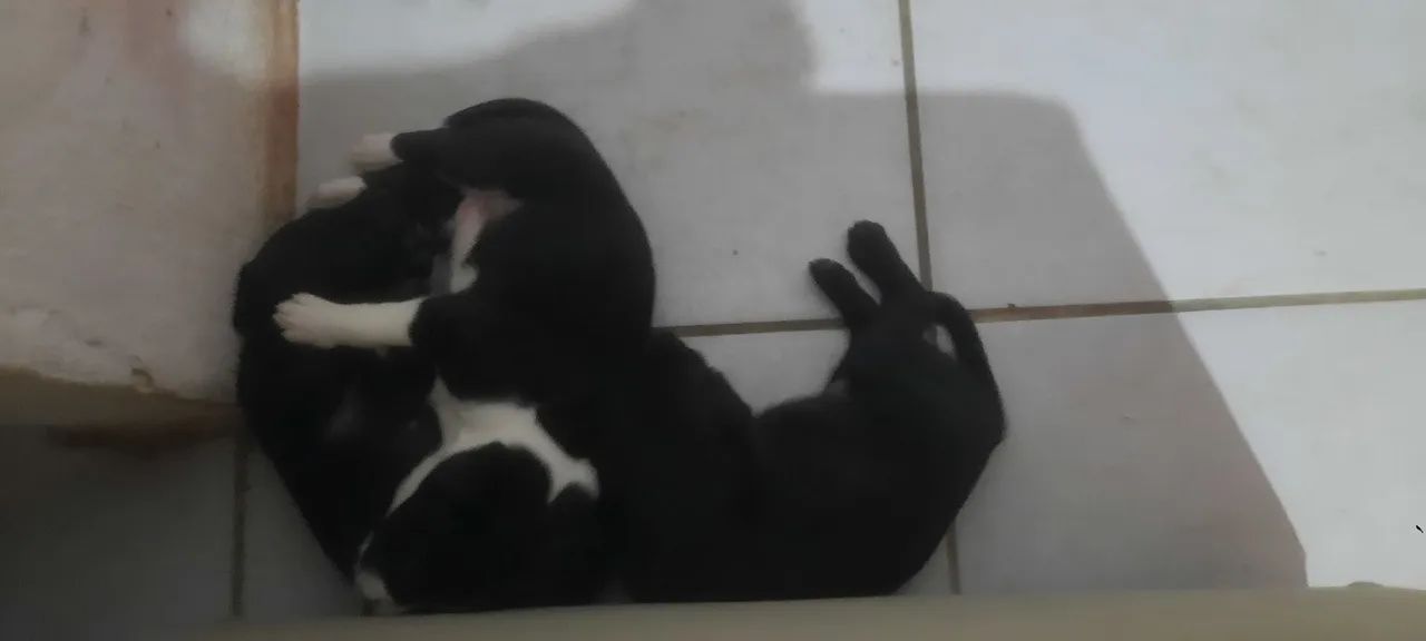 CACHORRINHOS PARA ADOÇAO - Foto 3