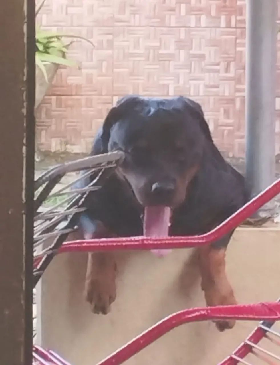Filhotes de Rottweiler - Foto 5