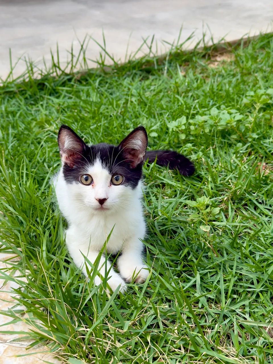 Lindos gatinhos para doação 
