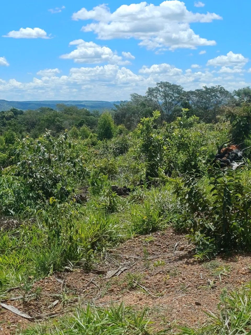 Vende-se chácara próximo a planalmira  - Foto 3