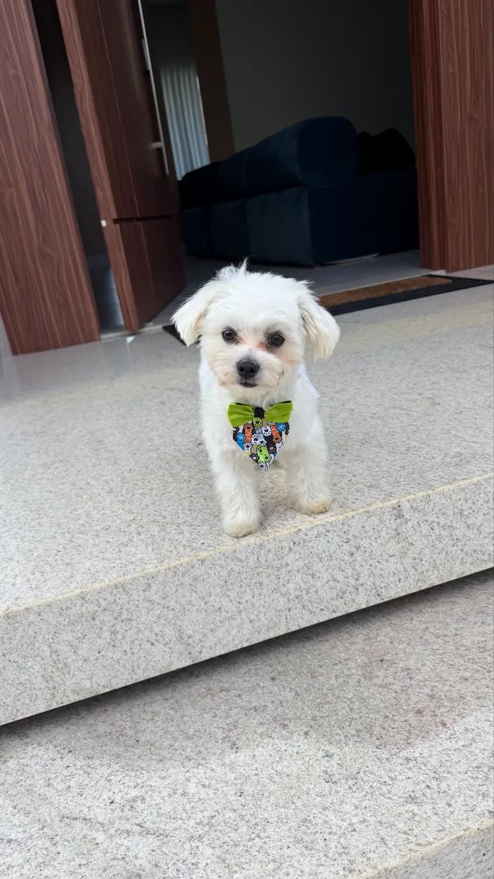 Maltês mini  - Foto 2