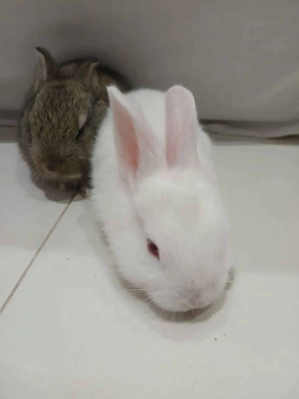 Lindos Coelhos - Foto 6