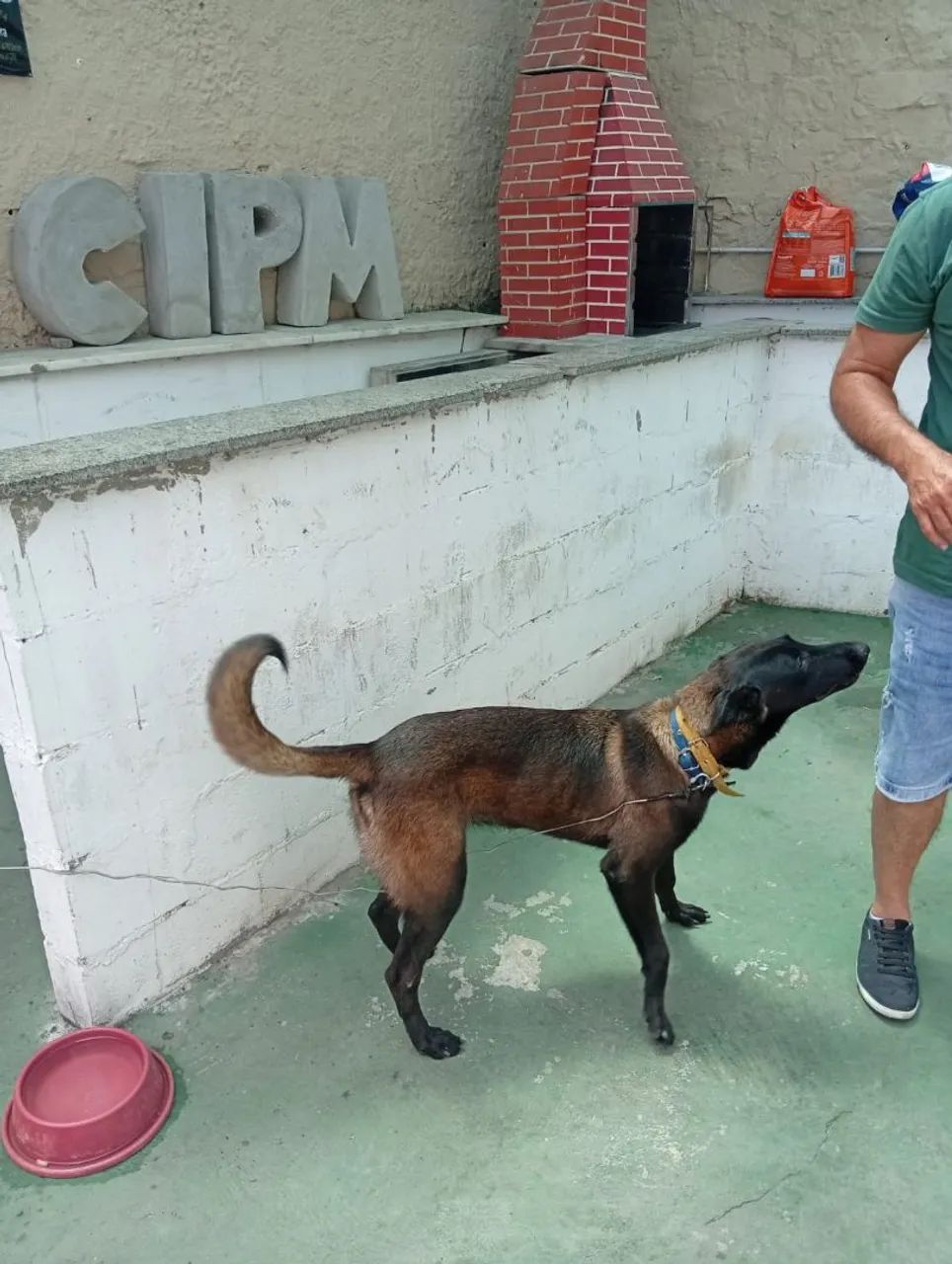 Cachorro malinoa - Foto 2
