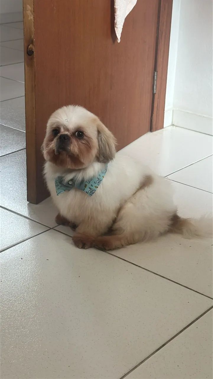 Shitszu macho procura namorada - Foto 3