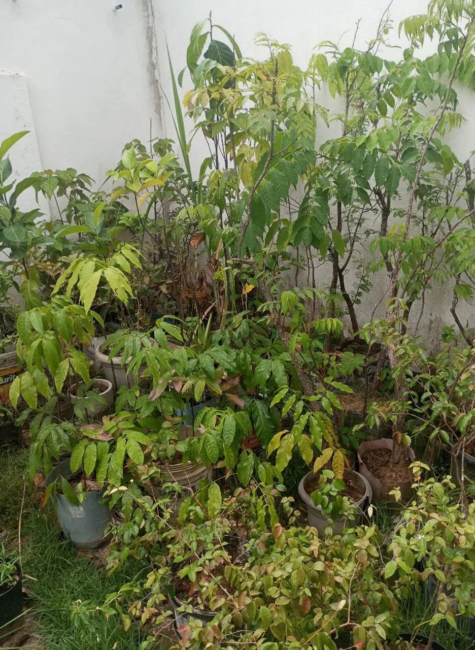 Pomar de mudas de frutas 