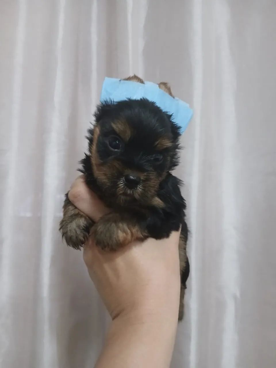 Yorkshire Terrier macho - Foto 4