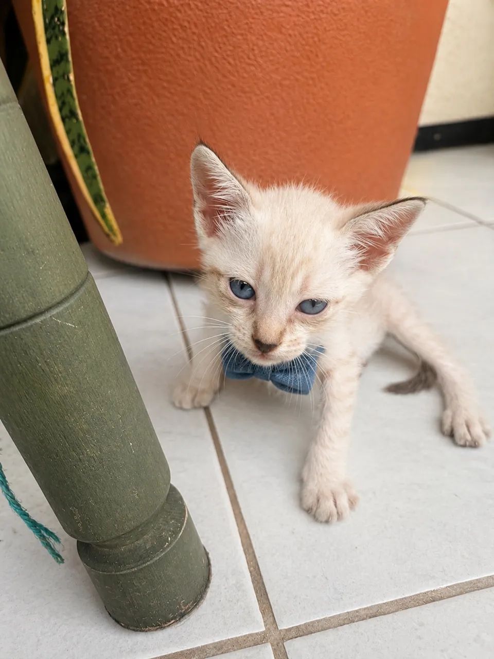 Gatinho  - Foto 3