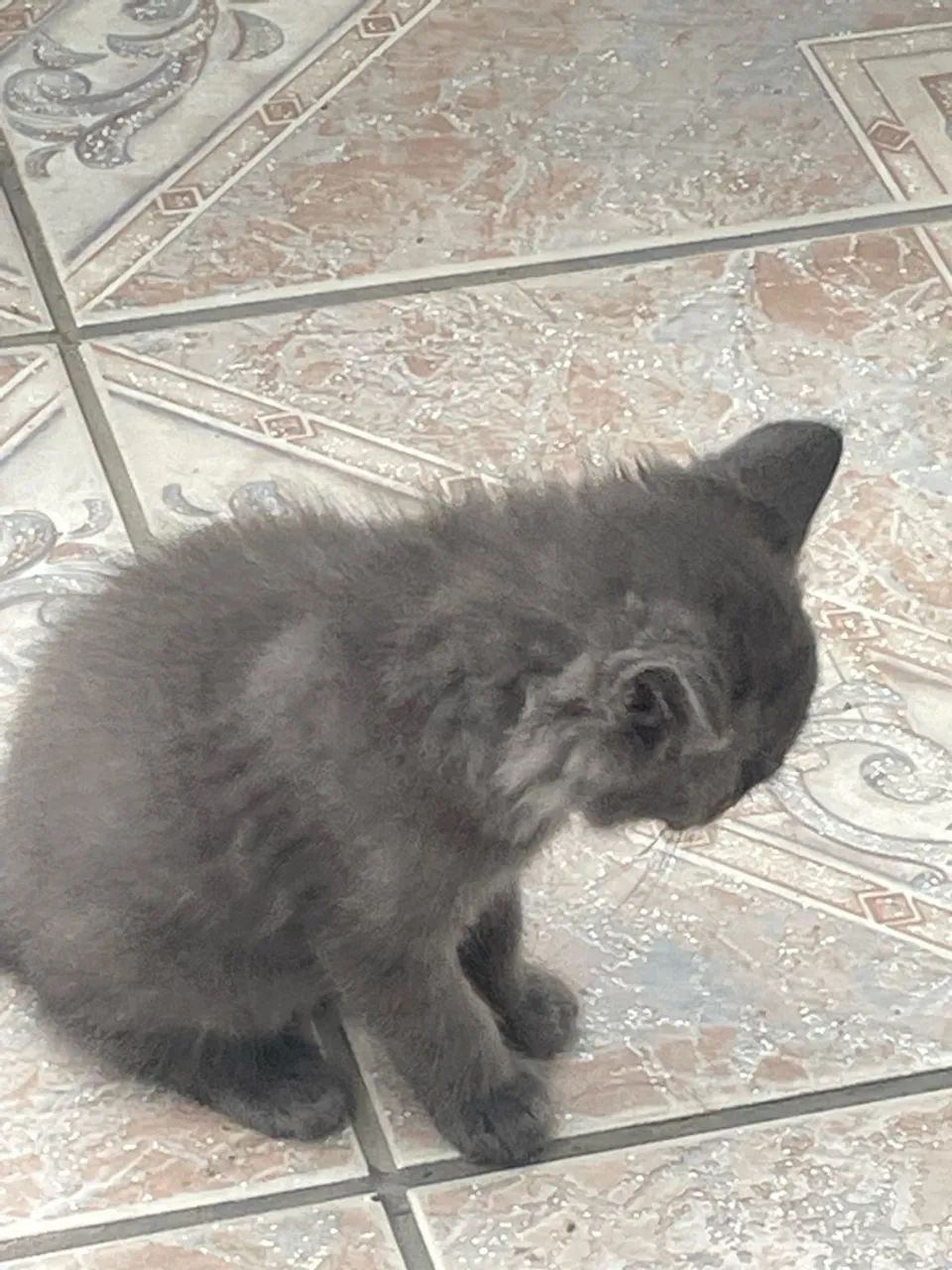 Gatinhos  - Foto 4