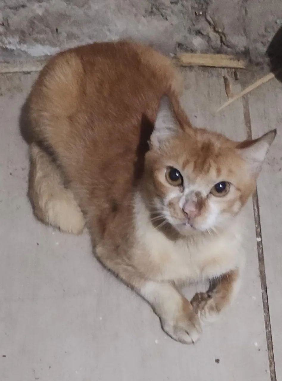 Adoção gatos - Foto 2