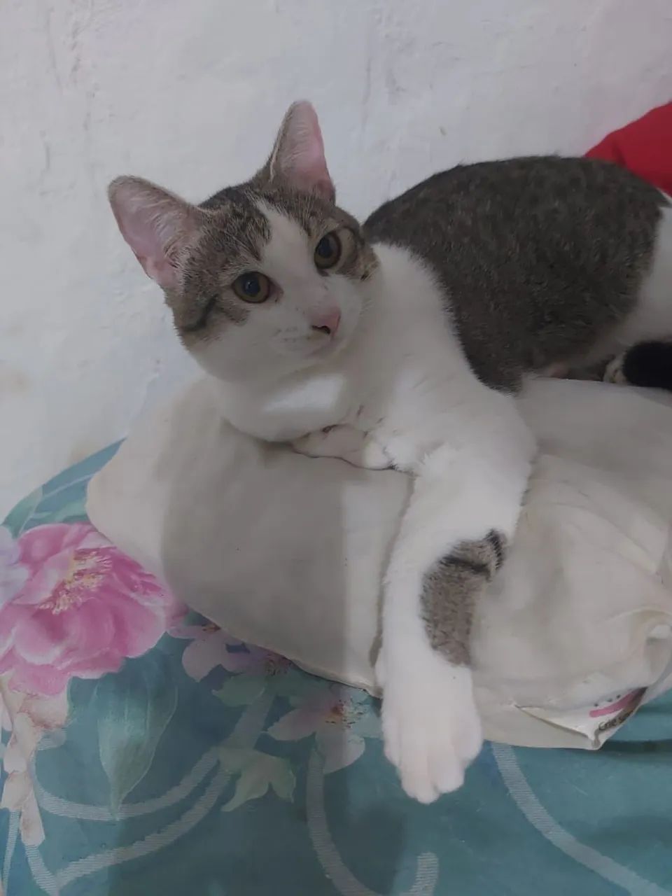 Gatos para doação 