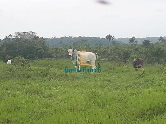 Fazenda á 15KM da balsa de Santo André - Foto 13