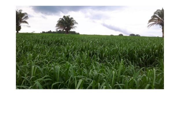 645 Hectares,40% argila,pecuária, Excelente para soja Próximo MT-220 - Foto 5