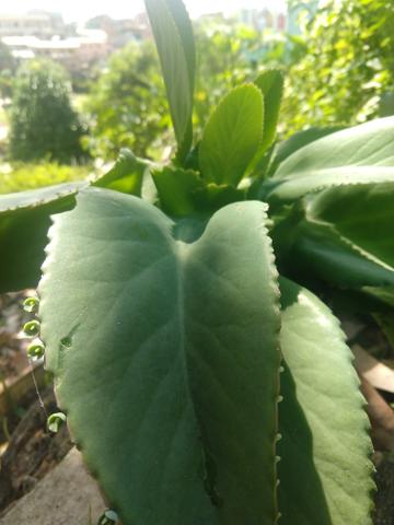 Aranto planta medicinal e ornamentais - Foto 3