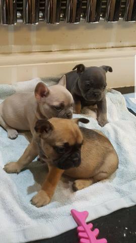 Bulldog Francês todas as cores da raça a pronta entrega - Foto 4