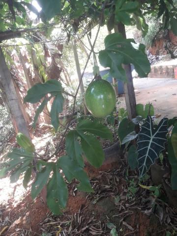 Vendo chácara na serra - Foto 17