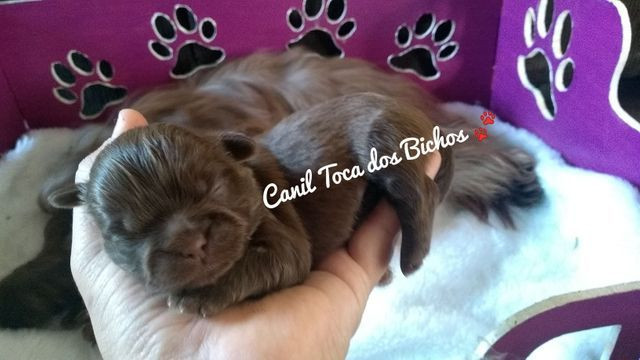 1Filhote Shih Tzu Chocolate sólido disponível p reserva