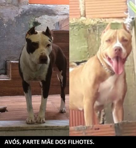 Apbt Moderno, Leiam a descrição - Foto 5