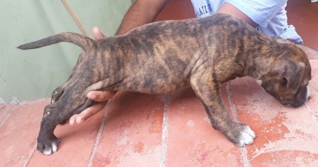Filhote de Pitbull - Foto 5