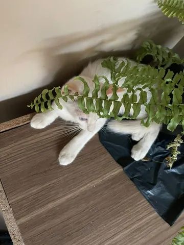 Doação gatinho - Foto 3
