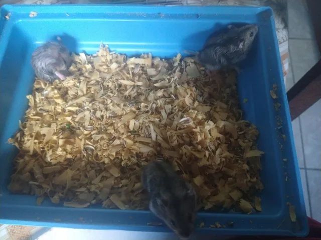 Hamster russo 