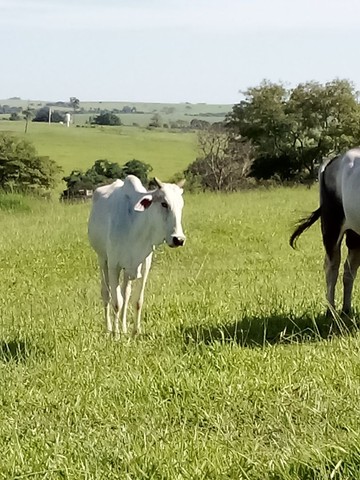Vende 1 touro registrado e 5 vacas tratar ZAP *