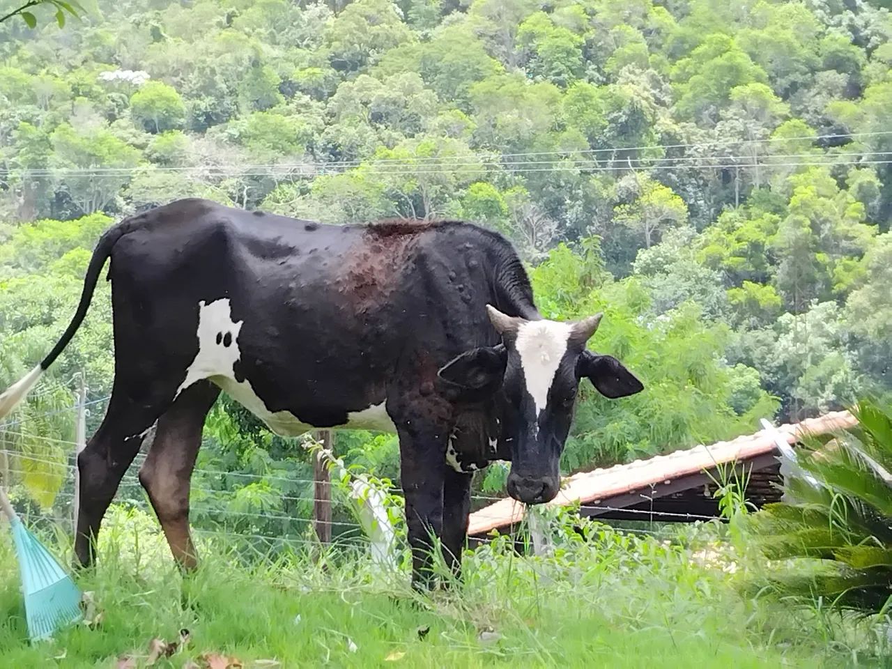 Novilha R$2.400 - Foto 2