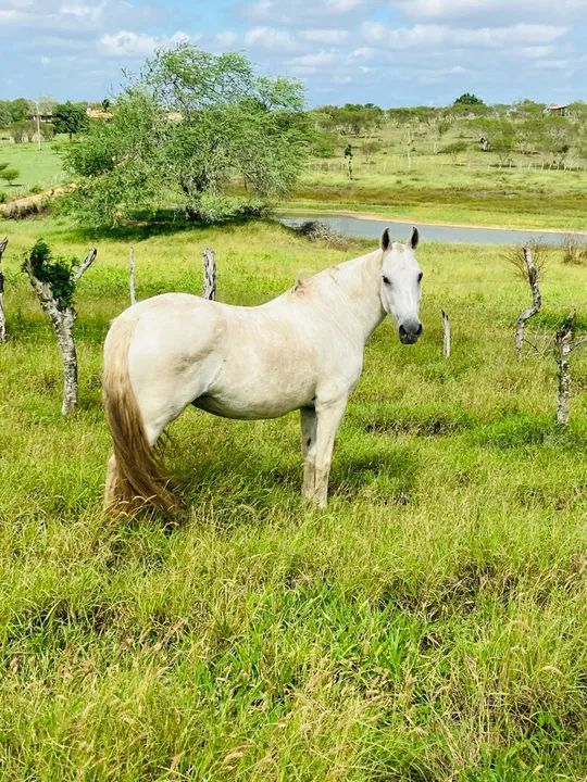 ÉGUA REGISTRADA - Foto 3