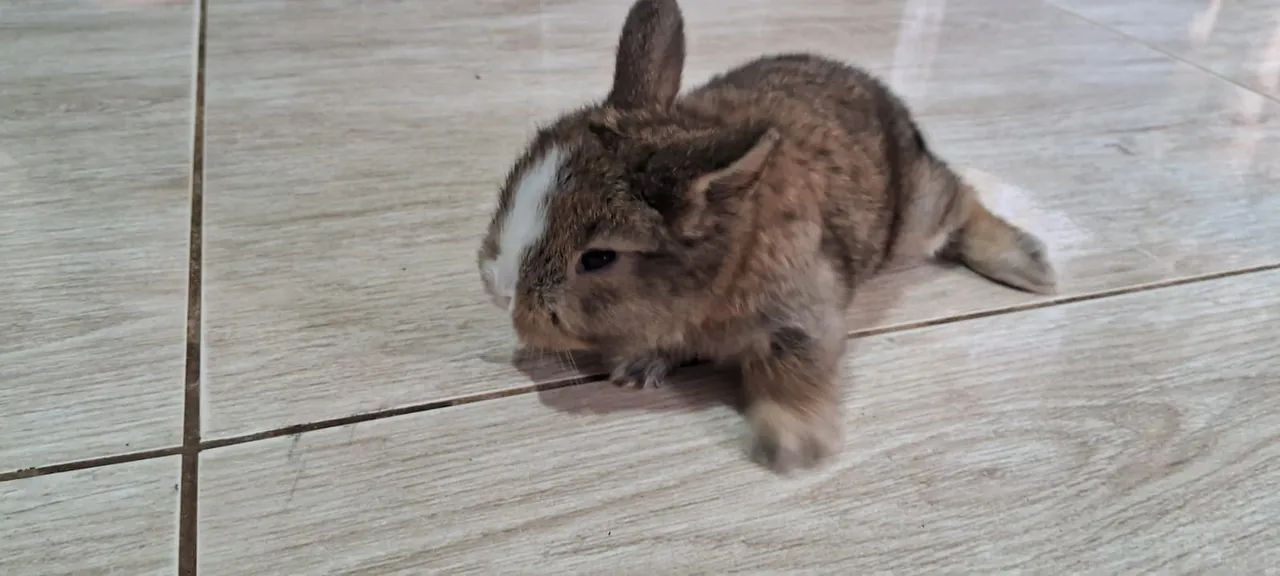 Filhotes de coelho mini lopp  - Foto 6