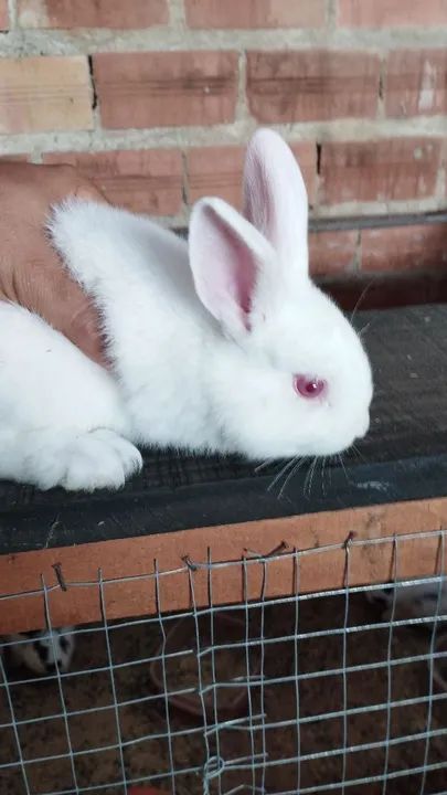 Coelhos Adualtos e filhotes - Foto 3