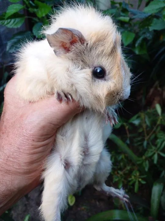Porquinho da India, Abissinio, Macho, Bege ou Creme