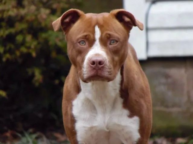 filhotes de pitbull - Foto 6