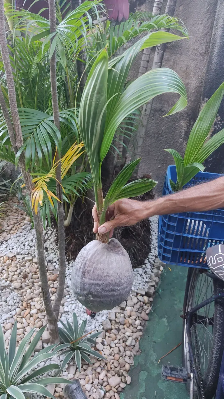 Muda de Coqueiro - Planta de Coqueiro