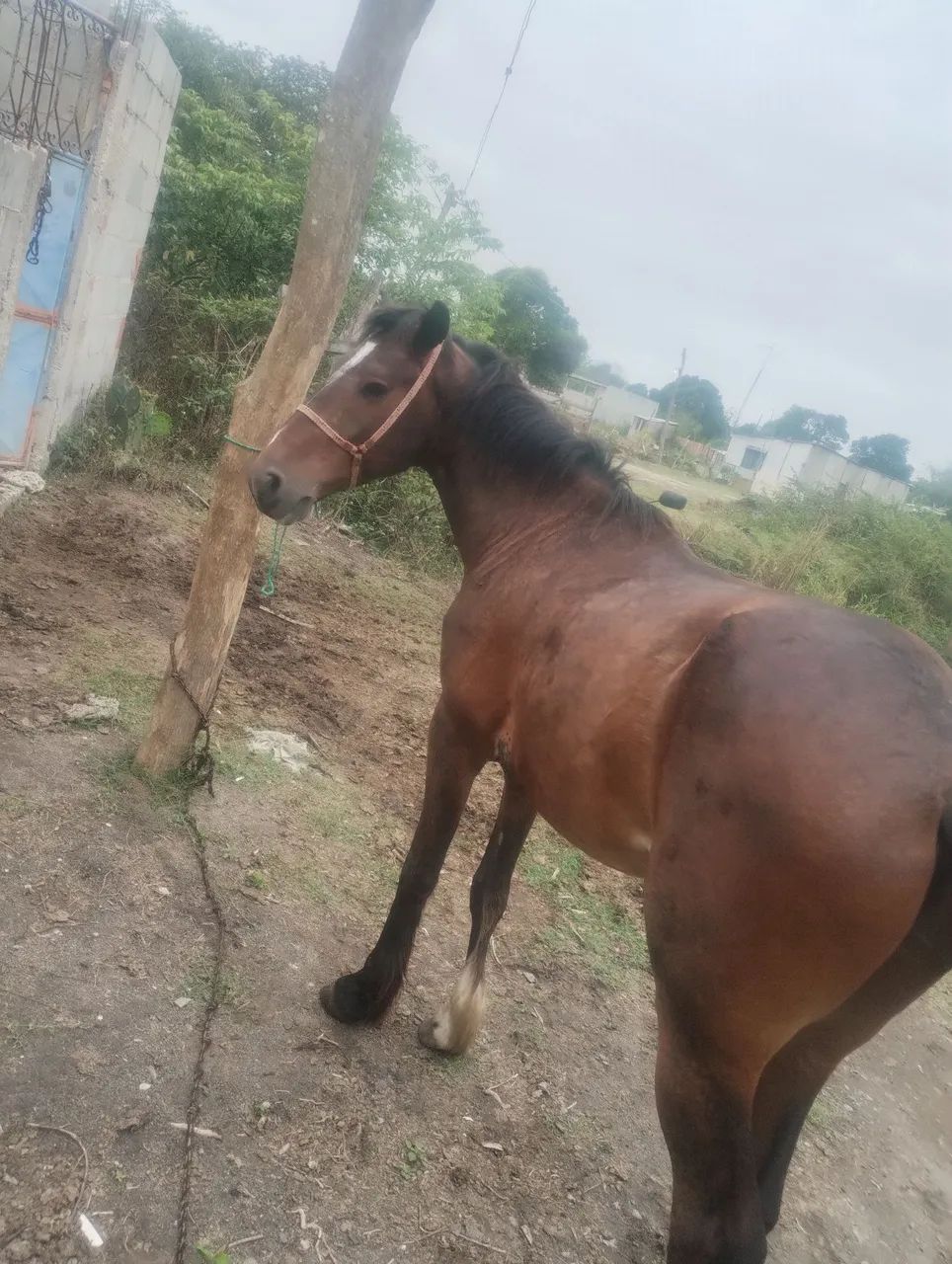 Cavalo para agropecuária - Foto 4