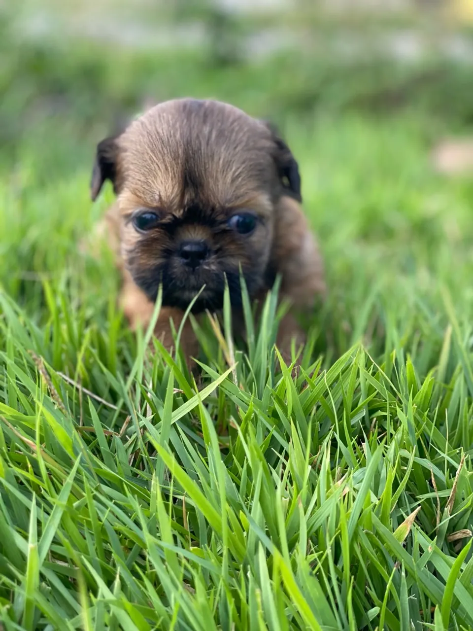 Filhote de shih tzu