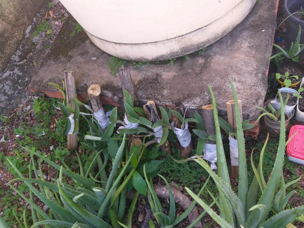 Mudas de orquídea  - Foto 2