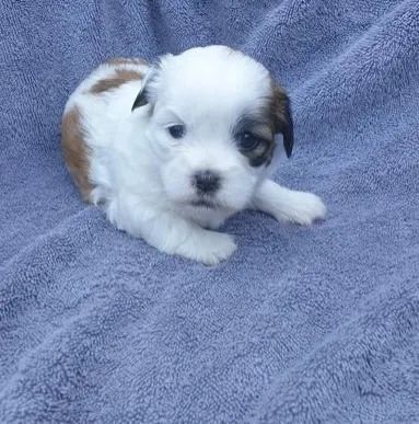 Lhasa Apso Pequeno Fêmea com Pelagem Longa e Brilhante