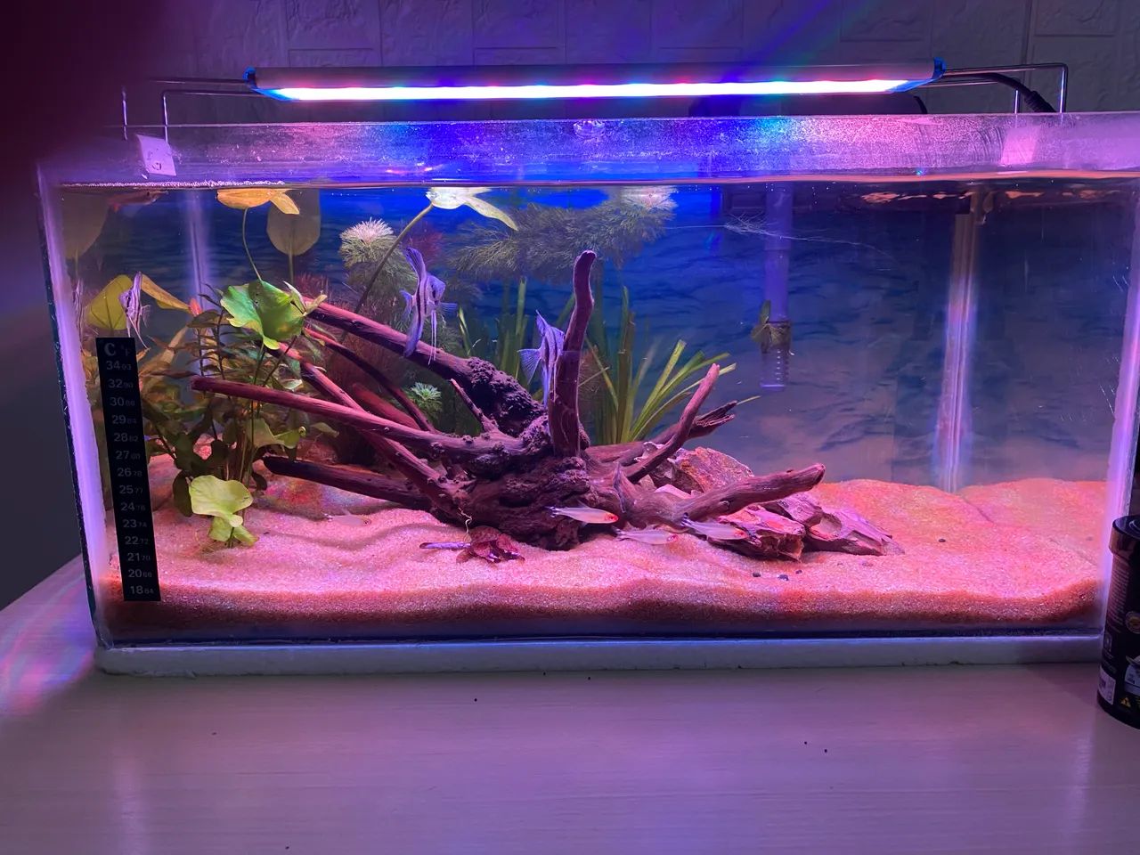 Aquário plantado completo  - Foto 3