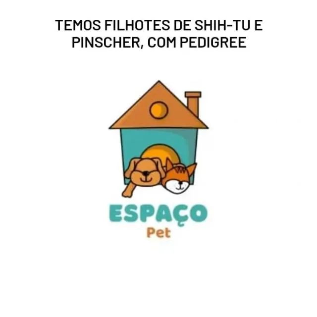 Filhotes de Shih-Tzu e Pinscher com Pedigree