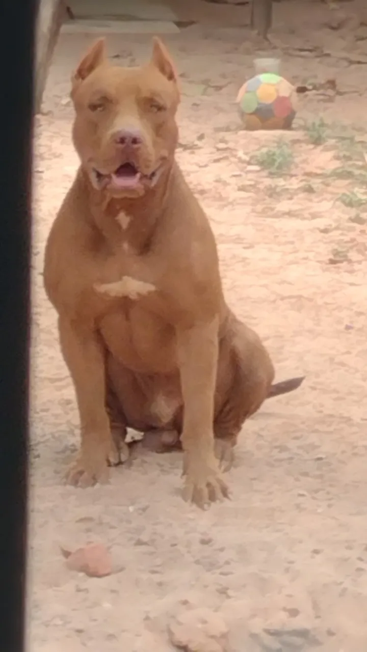 Pit Monsters