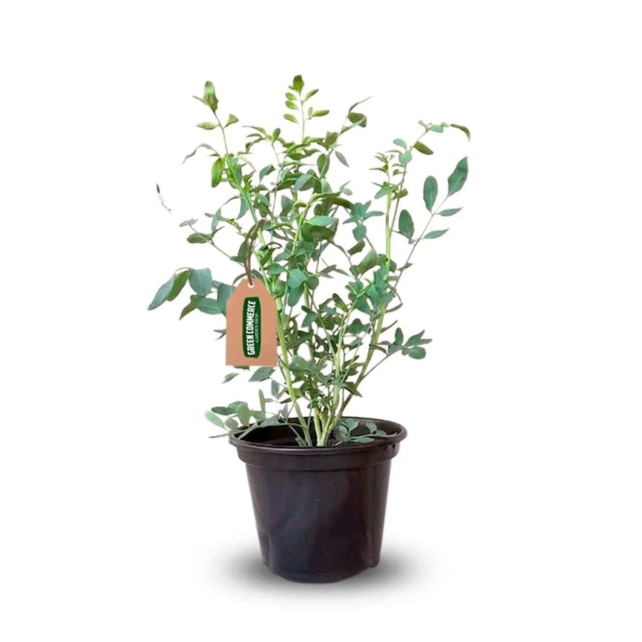 Mudas de Arruda - Erva Medicinal