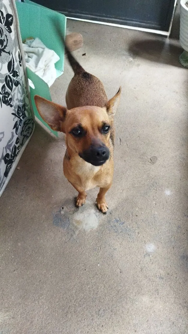 Cachorro Pinscher para adoção