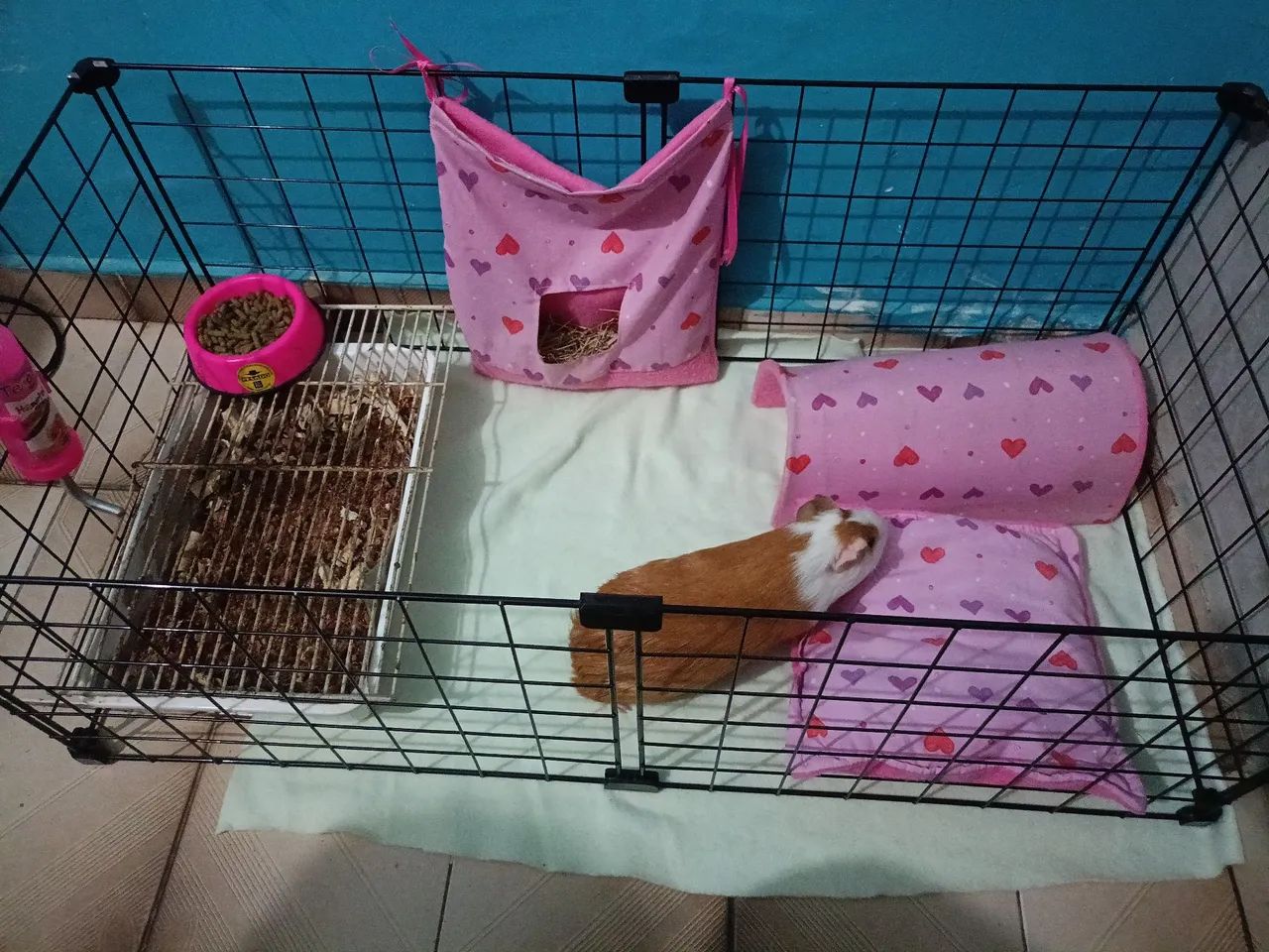 Porquinha da india - Foto 2