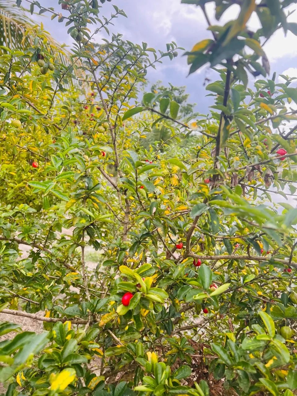 Sítio para vender ou trocar em Itaporanga da Judá - Foto 3