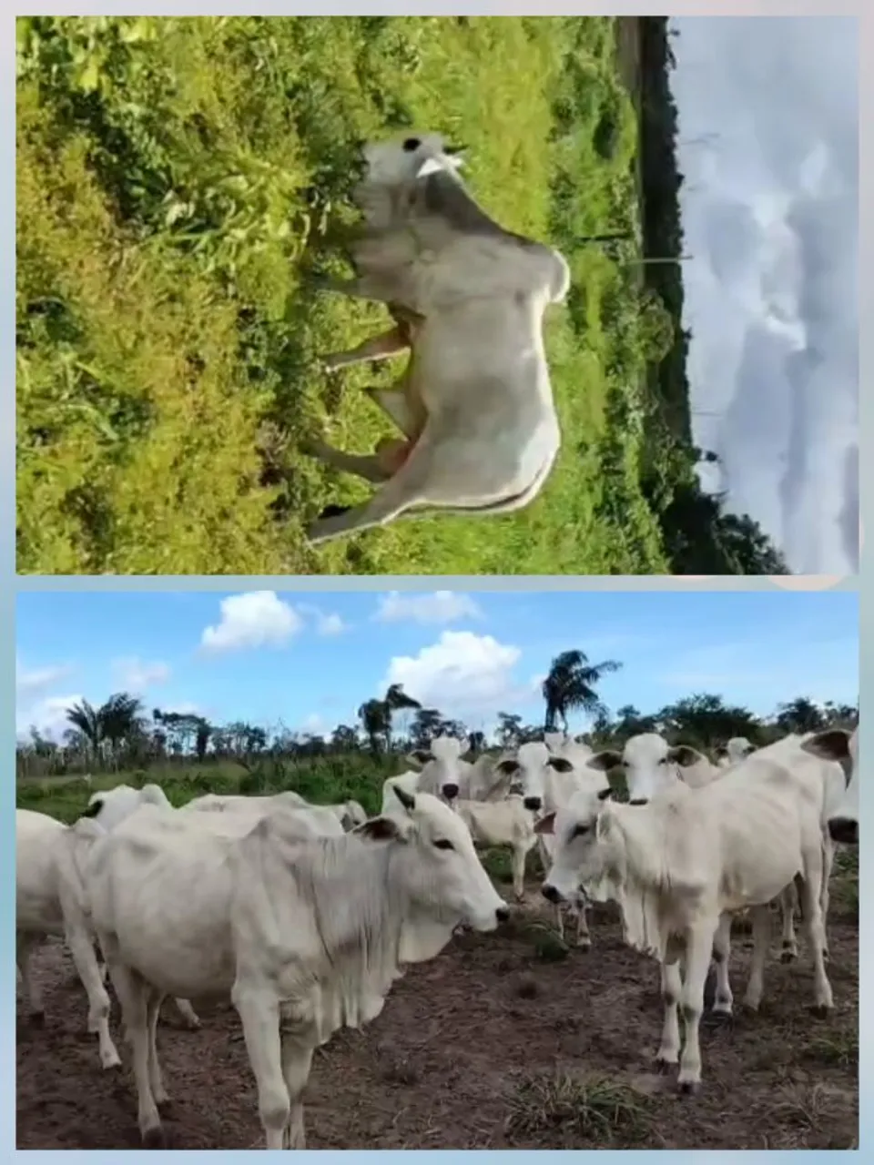4 garrotes a 15 mil cada mais 20 vacas pra cria, com preço no peso