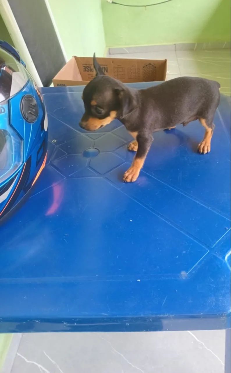 Filhote de Pinscher Miniatura