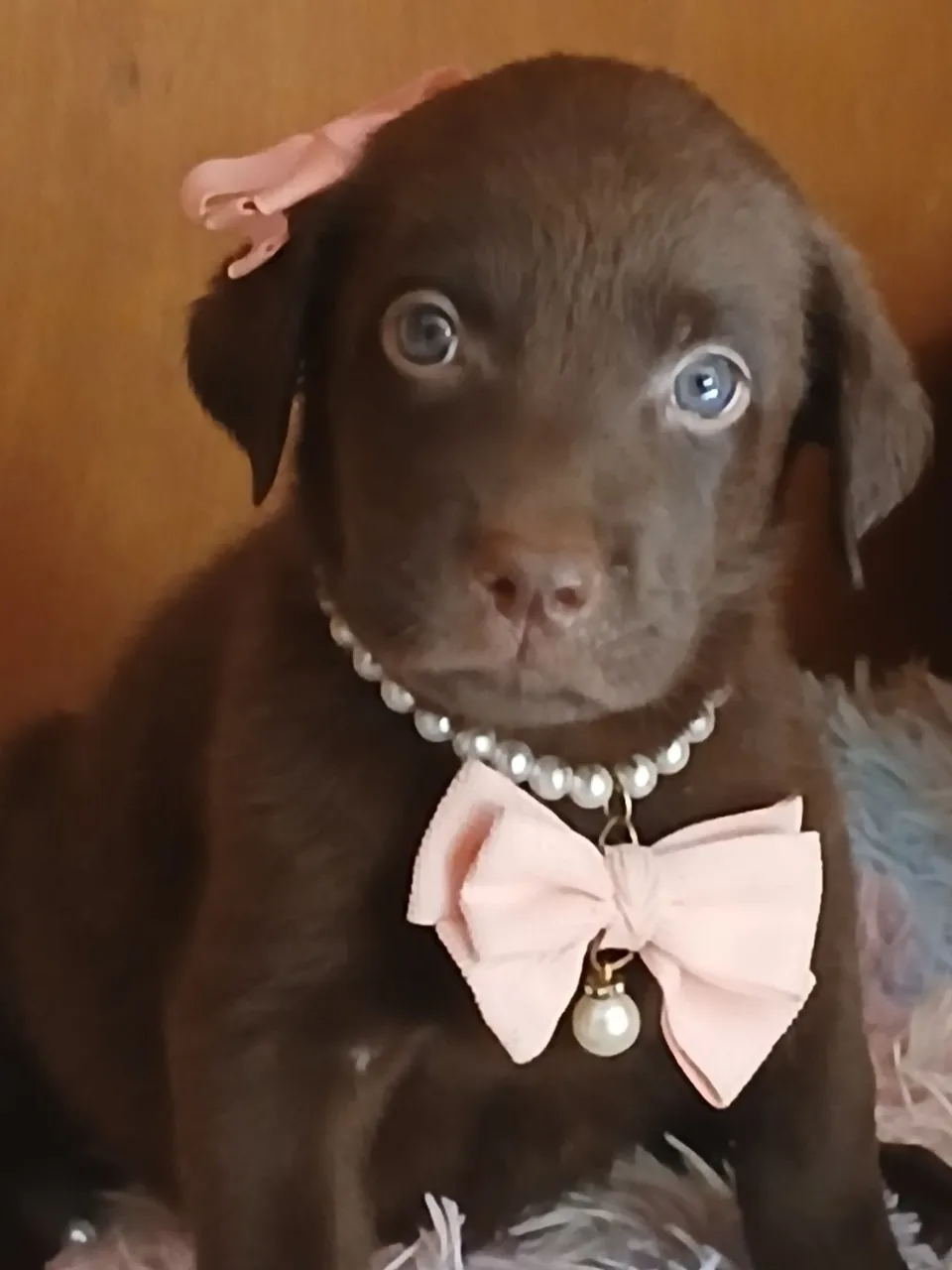 Fofosfilhotinhos Labrador