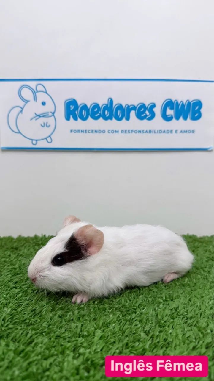 Filhotes de Porquinho da Índia (Roedores CWB)  - Foto 5