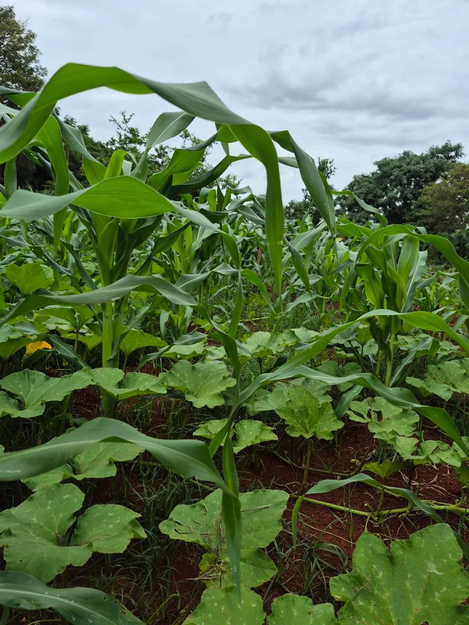 Excelente Chácara de 2.3 Hectares no Córrego do Atoleiro - Córrego nos Fundos - Foto 13