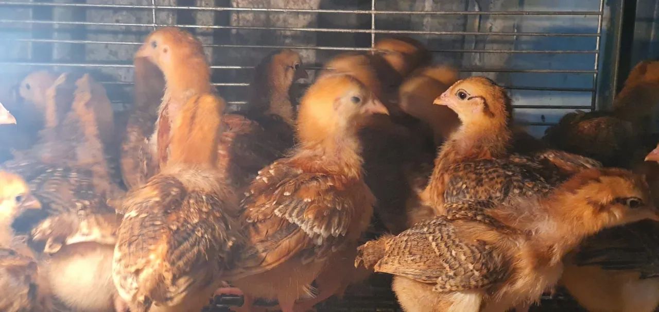 POEDEIRAS EMBRAPA 051 - Foto 5